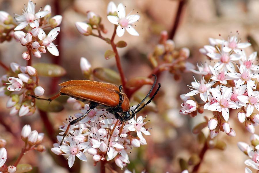 Stictoleptura rubra M/F (Cerambycidae)